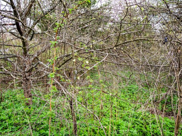 Underbrush Clearing in Birmingham