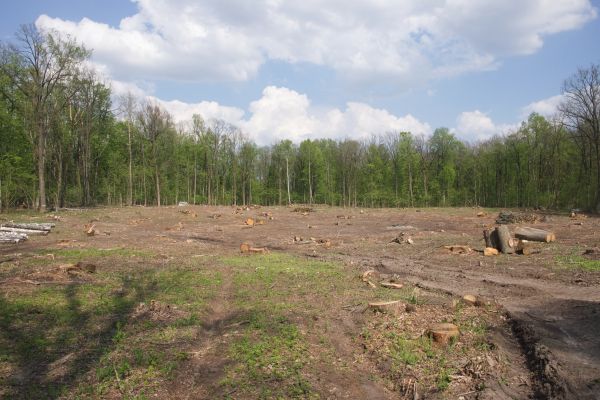 Cost of Pasture Clearing in Birmingham