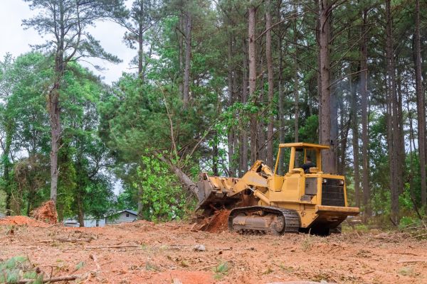 Forest Thinning in Birmingham