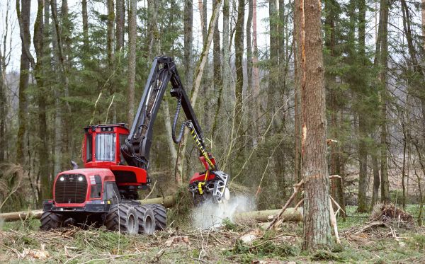 Cost of Forest Clearance Service in Birmingham