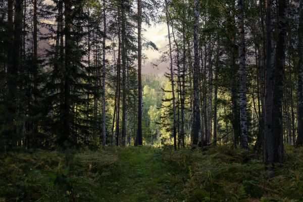 Cost of Pine Tree Clearing in Birmingham