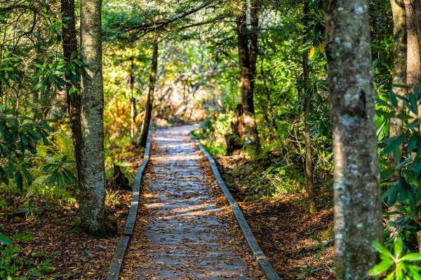 Trail Clearing in Birmingham